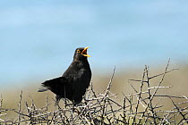 Blackbird (Turdus merula) male alarm calling on clifftop bush. Cornwall, UK.
