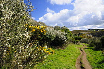 Clifftop pathway, Gorse (Ulex europaeus) and Blackthorn (Prunus spinosa) bushes in flower. Cornwall, UK, spring.