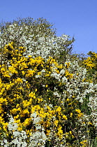 Gorse (Ulex europaeus) and Blackthorn (Prunus spinosa) bushes flowering side by side. Cornwall, UK, spring.