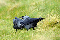 Female Jackdaw (Corvus monedula) crouching to beg for food from male. Cornwall, UK, spring.