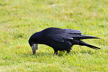 Rook (Corvus frugilegus) with gular pouch used for temporary food storage, foraging for invertebrates. Cornwall, UK.