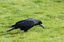 Rook(Corvus frugilegus) pulling up earthworm from lawn. Cornwall, UK.