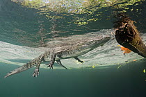 Morelet's / Mexican crocodile (Crocodylus moreletii) at surface of cenote (freshwater spring). Near Tulum, Yucatan Peninsula, Mexico. Endangered