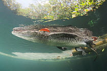 Morelet's / Mexican crocodile (Crocodylus moreletii) at surface of cenote (freshwater spring). Near Tulum, Yucatan Peninsula, Mexico. Endangered