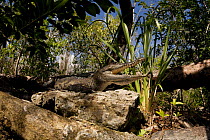 Juvenile Morelet's / Mexican crocodile {Crocodylus moreletii} gaping to keep cool while basking on the banks of a cenote (freshwater spring) near Tulum, Yucatan Peninsula, Mexico. Endangered