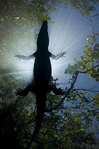 Silhouette of Morelet's / Mexican crocodile {Crocodylus moreletii} at surface of cenote (freshwater spring) near Tulum, Yucatan Peninsula, Mexico. Endangered