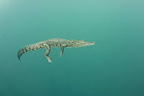 Morelet's / Mexican crocodile {Crocodylus moreletii} in cenote (freshwater spring) near Tulum, Yucatan Peninsula, Mexico. Endangered