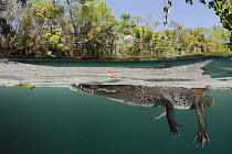 Morelet's / Mexican crocodile {Crocodylus moreletii} at surface of cenote (freshwater spring) near Tulum, Yucatan Peninsula, Mexico. Endangered