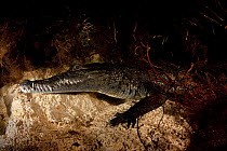 Morelet's / Mexican crocodile {Crocodylus moreletii} hiding under ledge in Cenote Angelita (freshwater spring), near Tulum, Yucatan Peninsula, Mexico. Endangered