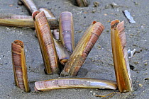 American jackknife clams (Ensis directus) digging in on beach, Belgium.