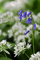 Bluebells (Hyacinthoides non-scripta) among Wild garlic (Allium ursinum) in woodland. Hallerbos, Belgium, spring.
