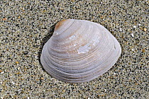 Fossil of the Carpet shell (Venerupis senescens) on beach, Holland.
