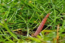 Earthworm (Metaphire sieboldi) emerging from earth in lawn, Belgium. Captive.