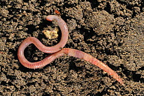 Earthworm (Lumbricus terrestris) on soil, Belgium.