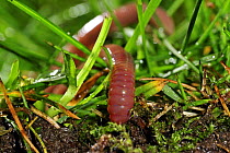 Earthworm (Lumbricus terrestris) burrowing into the ground in grassland, Belgium. Captive.