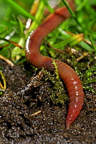 Close up of Earthworm (Lumbricus terrestris) in grassland, Belgium. Captive.