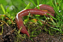 Earthworm (Lumbricus terrestris) burrowing into the ground in grassland, Belgium. Captive.