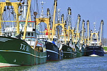 Trawler fishing boats in the harbour of Oudeschild, Texel, the Netherlands, April 2009