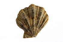 Scallop shell {Flexopecten flexuosus} Belgium