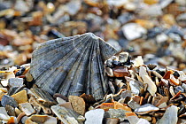 Scallop shell {Flexopecten flexuosus} on beach, Belgium