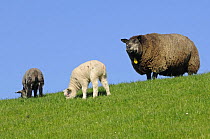 Domestic sheep (Ovis aries) ewe with two lambs, one white and one black, Texel, the Netherlands