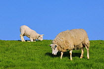 Domestic Texel sheep (Ovis aries) ewe and lamb grazing in meadow, the Netherlands