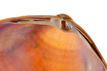 Close up of Rayed trough shell (Mactra stultorum cinerea / Mactra corallina cinerea) showing umbo, cardinal teeth, lateral teeth and hinge plate, Belgium