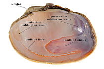Pullet carpet shell (Venerupis senegalensis) with labels showing anterior and posterior adductor muscle scars, pallial line and pallial sinus, Belgium
