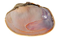 Pullet carpet shell (Venerupis senegalensis) showing anterior and posterior adductor muscle scars, pallial line and pallial sinus, Belgium