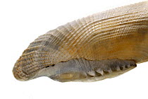 Common piddock (Pholas dactylus) close up of shell showing the rolled-out hinge area, Normandy, France