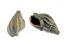 Fossils of the Netted dog whelk (Nassarius / Hinia reticulata)  Belgium