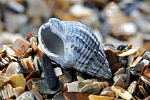 Fossil of the Netted dog whelk (Nassarius / Hinia reticulata) on beach, Belgium