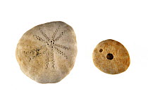 Pea urchin (Echinocyamus pusillus) shells, Belgium