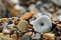 Pea urchin (Echinocyamus pusillus) shells on beach, Belgium