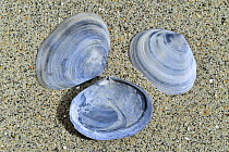 Peppery furrow shells / Sand gapers (Scrobicularia plana) on beach, Belgium