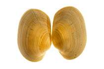 Pullet carpet shell (Venerupis senegalensis), Belgium