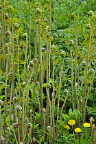 Royal fern (Osmunda regalis) fronds unfurling, Belgium