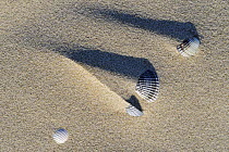 Shadows of sand ridges behind cockle shells (Cerastoderma / Cardium edule) formed by the wind on beach, the Netherlands