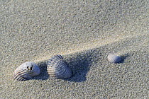 Shadows of sand ridges behind cockle shells (Cerastoderma edule / Cardium edule) formed by the wind on beach, the Netherlands