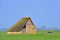 Schapenboet, a traditional barn for storing hay, Texel, the Netherlands, April 2009