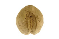 Sea potato / Heart urchin (Echinocardium cordatum) shell, Belgium