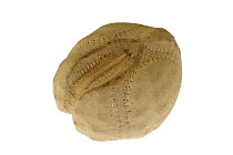 Sea potato / Heart urchin (Echinocardium cordatum) shell, Belgium