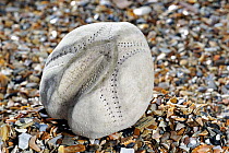 Sea potato / Heart urchin (Echinocardium cordatum) shell on beach, Belgium