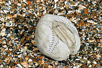 Sea potato / Heart urchin (Echinocardium cordatum) shell on beach, Belgium
