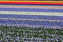 Field with rows of colourful cultivated Hyacinth flowers, the Netherlands, April 2009