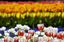 Colourful tulips (Tulipa sp.) in flower garden of Keukenhof, the Netherlands, April 2009