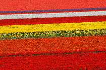 Rows of colourful cultivated tulips (Tulipa sp), the Netherlands, April 2009