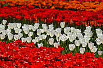Colourful tulips (Tulipa sp) in flower garden of Keukenhof, the Netherlands, April 2009