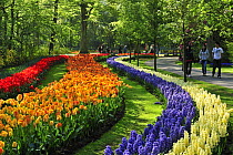Tourists walking among colourful Hyacinths and Tulips in flower garden of Keukenhof, the Netherlands, April 2009