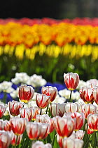 Colourful tulips (Tulipa sp) in flower garden of Keukenhof, the Netherlands, April 2009